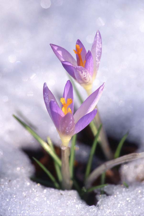 crocus popping through the snow  project winter into spring  Pinte