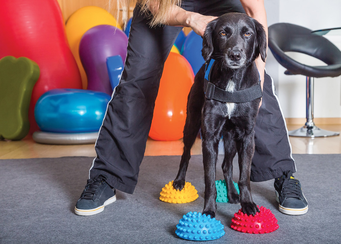 Advice on AgeAppropriate Exercise for Dogs Australian Dog Lover