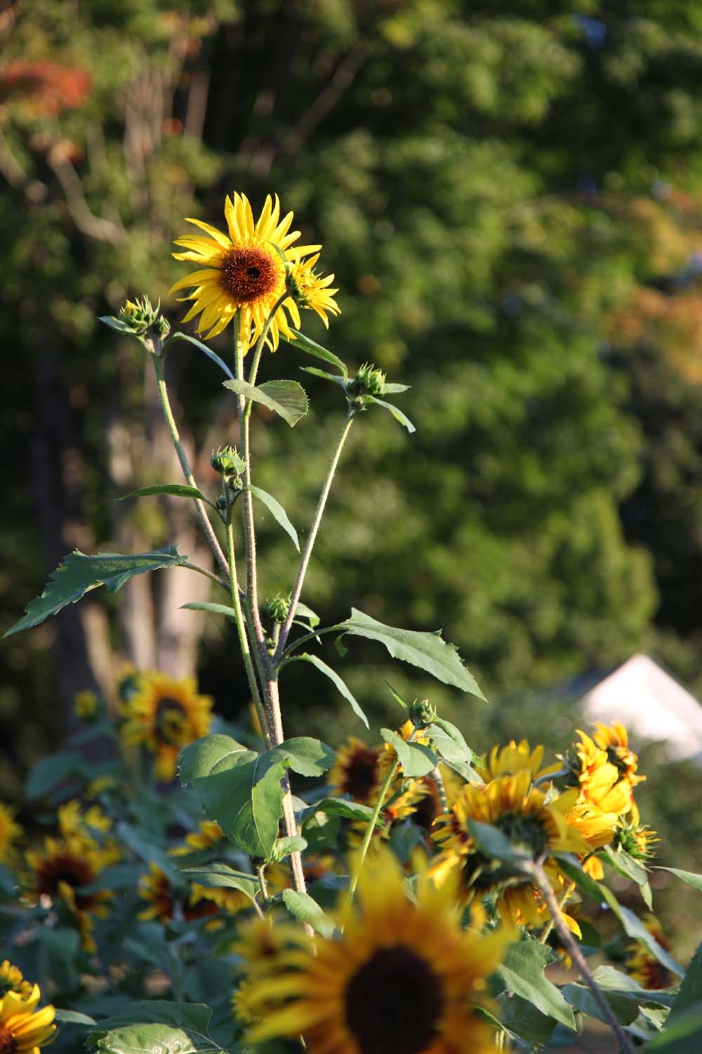 Getting Stitched on the Farm Sunflower Season at The Farm