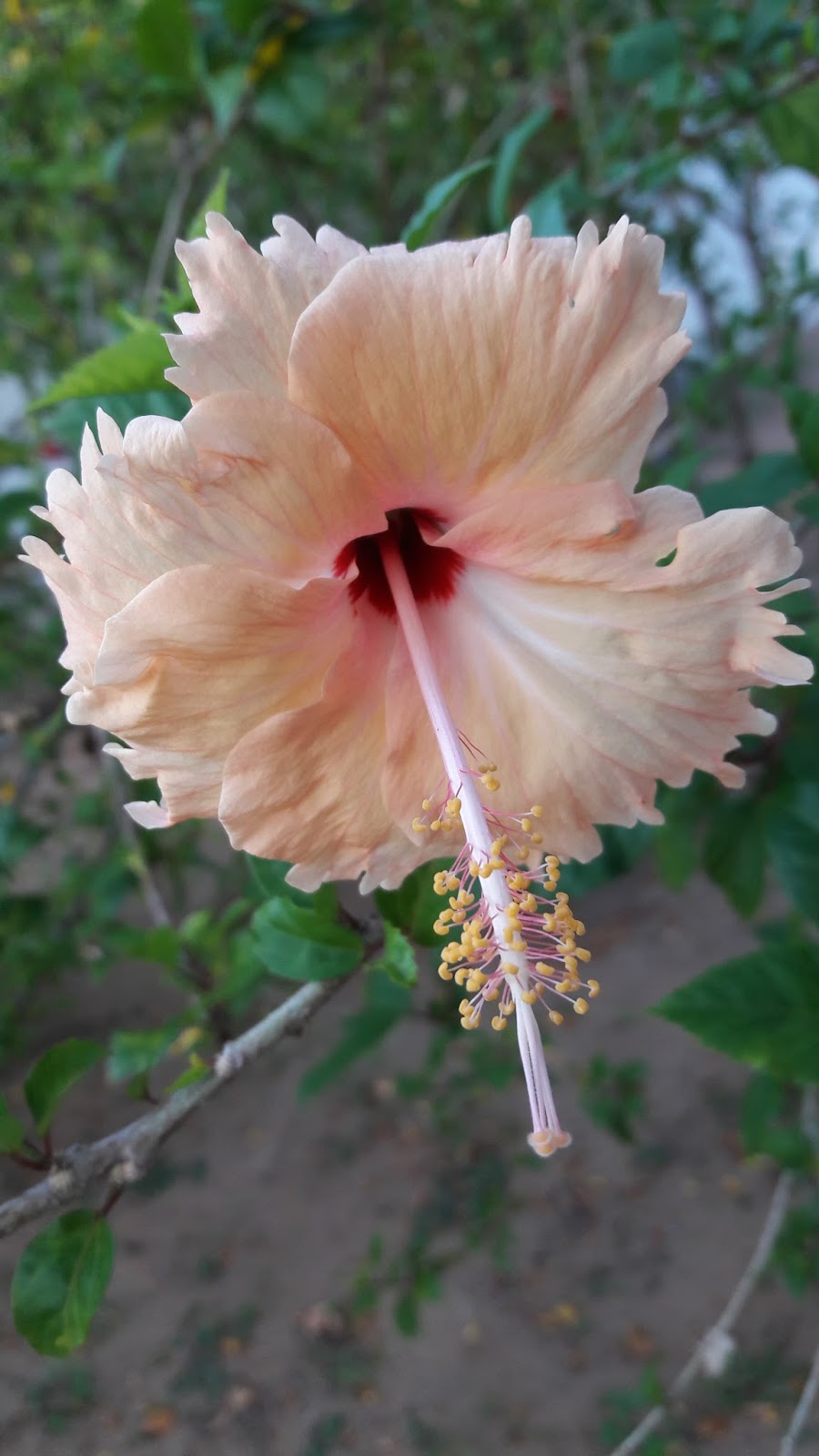 Hibiscus flower