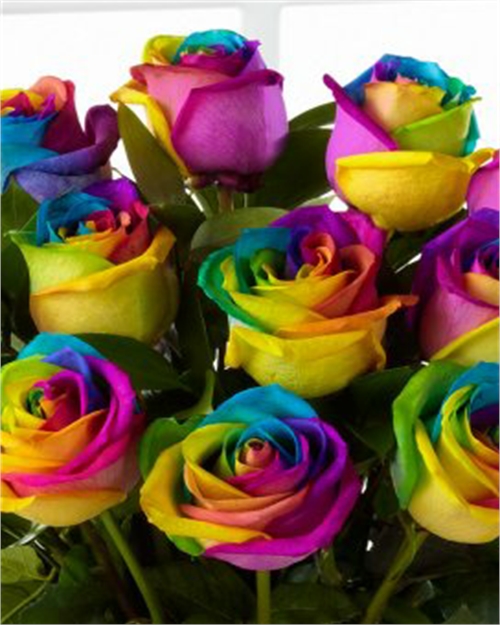 10 Most Beautiful Roses