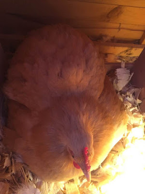 Broody hen on nest Broody hen on nest