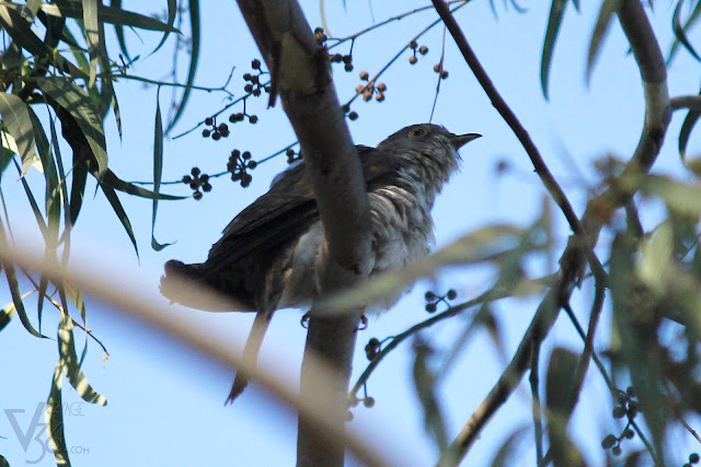 Cuckoo, not sure of the exact species