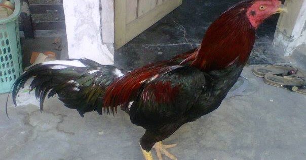 Nama Ayam Bangkok Terbaik Yang Perlu Kamu Ketahui Satu Untuk Semua