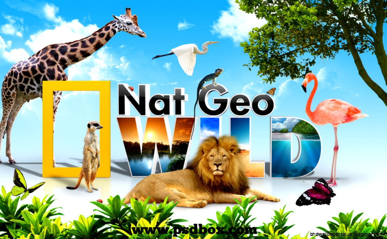Nat Geo Wild  Flickr   Photo Sharing