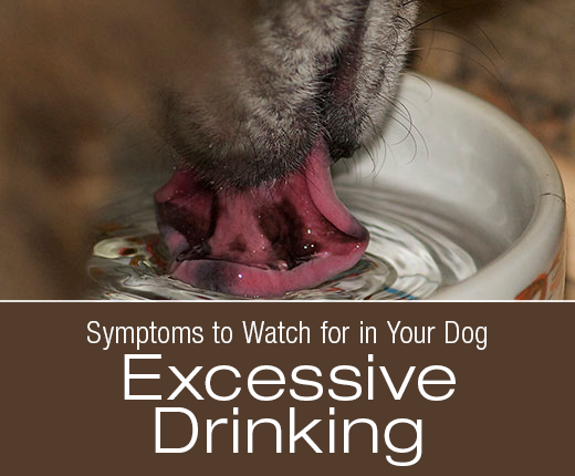Symptoms to Watch for in Your Dog: Excessive Drinking (Polydipsia)