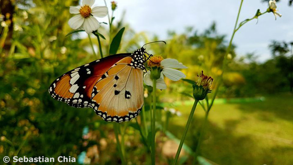 Butterflies of Singapore: Butterfly Photography at Our Local Parks ...
