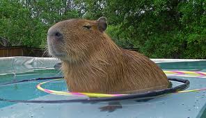Latest Funny Pictures: Funny Capybara