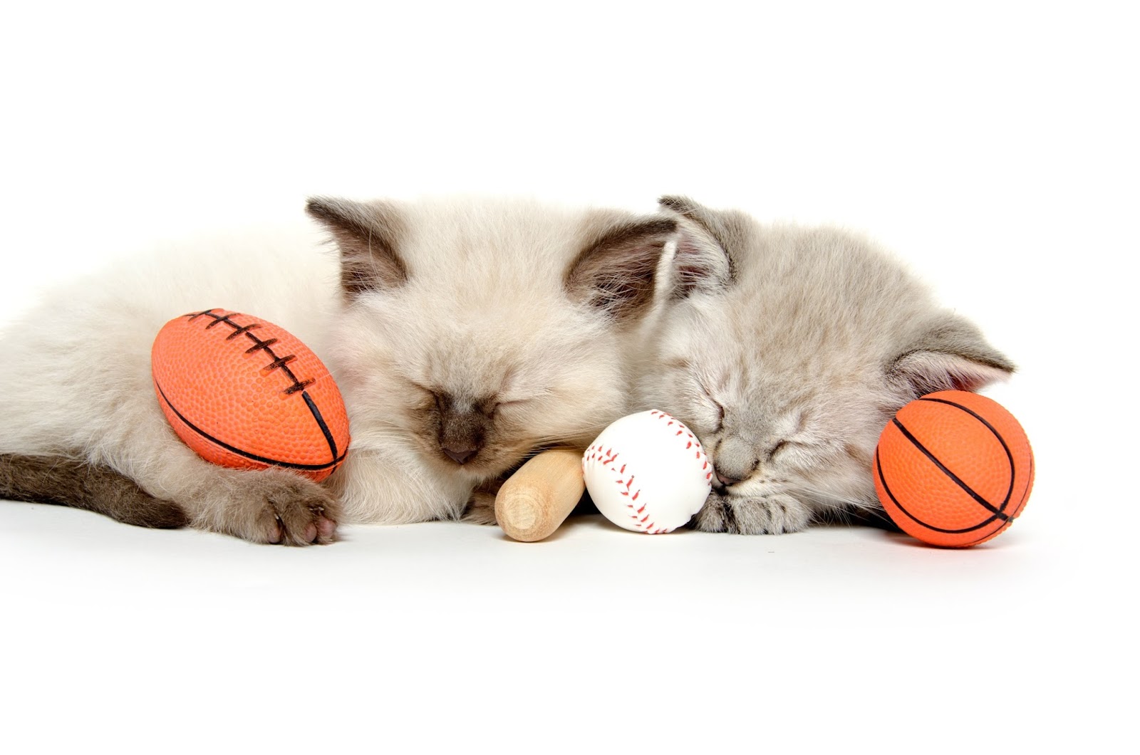 The Cuddlywumps Cat Chronicles Tired of Football? Check Out Some