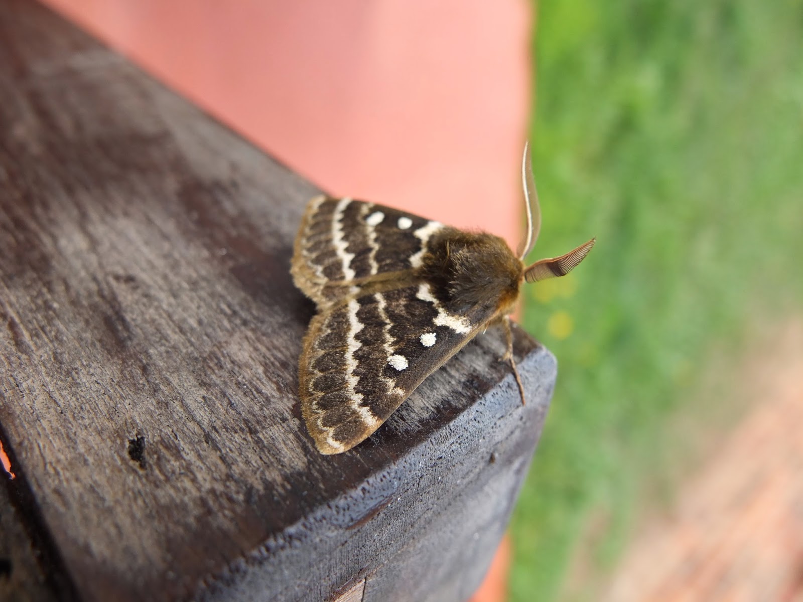 A Strong Belief in Wicker Moth