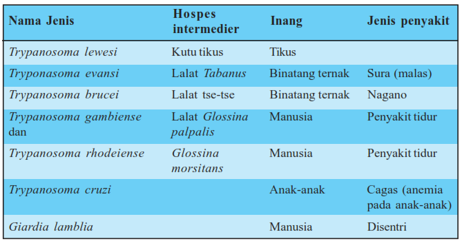 PROTISTA - MARKIJAR.Com