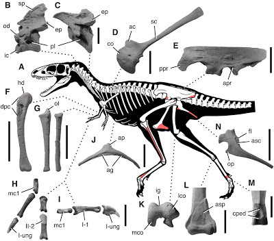 Raptorex skeleton