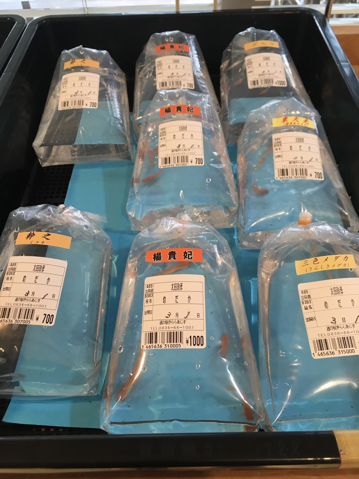 道の駅「きらら あじす」 今シーズンのメダカの販売が始まりました。 道の駅「きらら あじす」 今シーズンのメダカの販売が始まりました。