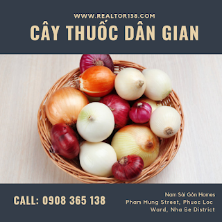 củ hành chữa rối loạn tiền đình