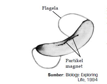 Pemanfaatan Medan Magnet Pada Migrasi Hewan Putra Wijaya
