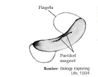 Pengertian Organisme Kingdom Monera Eubacteria serta Bentuk dan Struktur Tubuh Bakteri