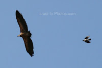 Follow Israel: Carmel Hai-Bar Nature Reserve