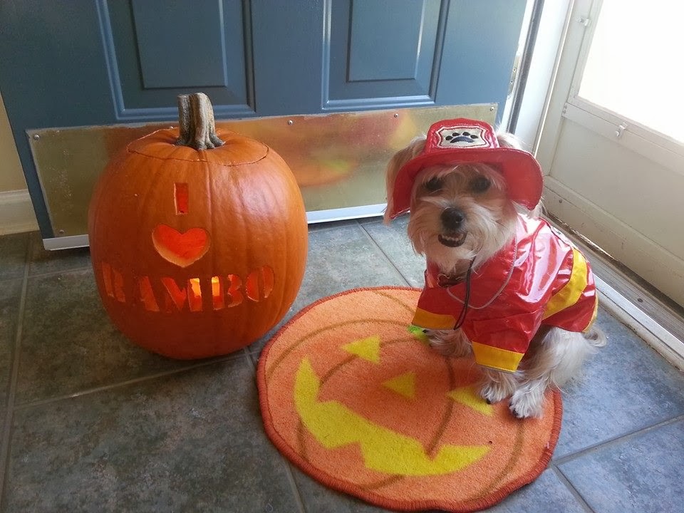 how to choose your halloween costume Rambo The Puppy