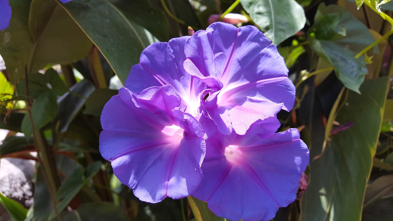 HOW TO GROW THE MORNING GLORY FROM SEED The Garden of Eaden