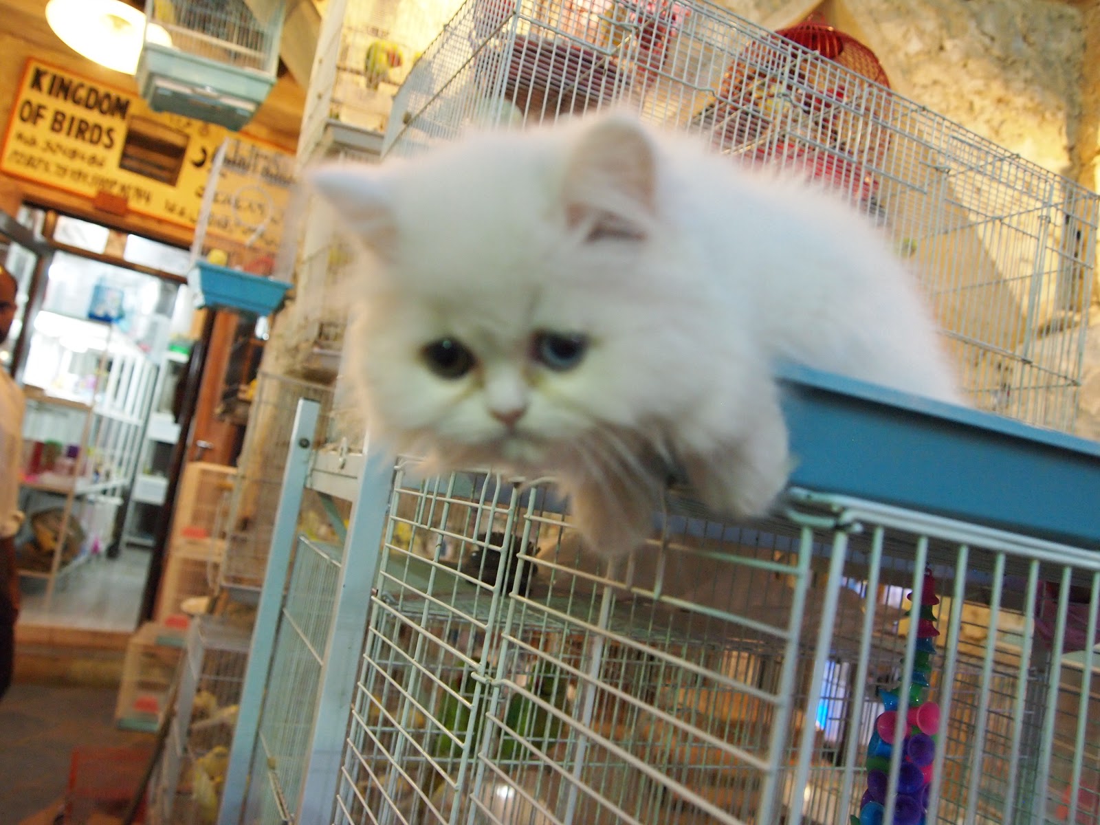 ana mumkin انا ممكن Daily Dose of Cuteness Courtesy of the Pet