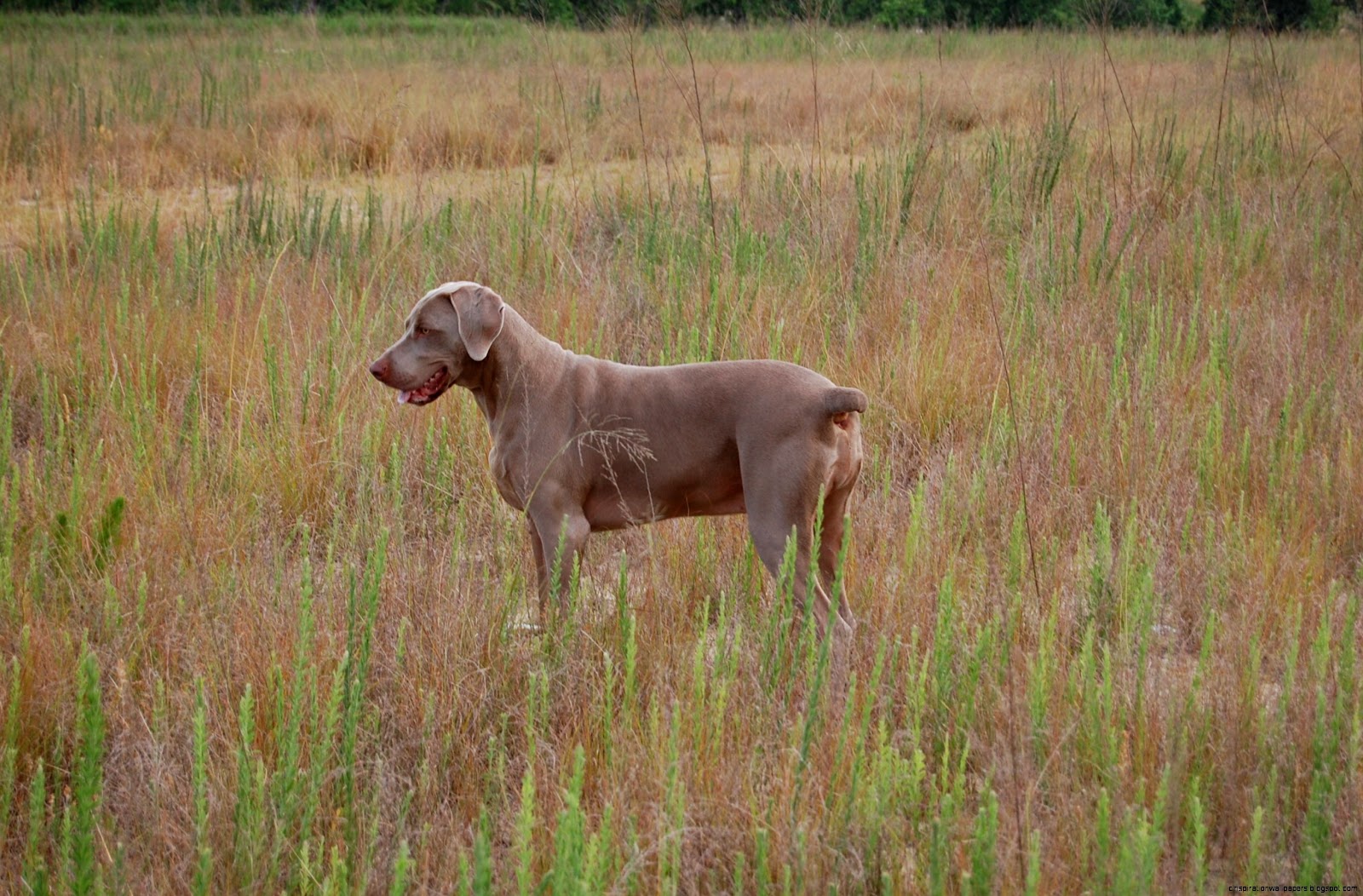 Weimaraner Hunting Dog
