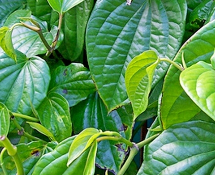 Manfaat dan khasiat daun sirih