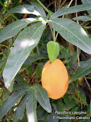 Pasionaria Passiflora caerulea