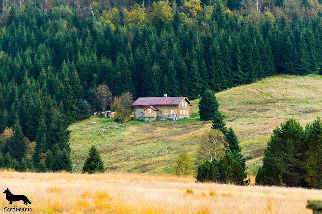 Izerka izerka, jizerka, pies w górach, pies w Karkonoszach, pies w Izerach, pies w Sudetach, góry z psem, podróże z psem, wakacje z psem, welsh corgi, welsh corgi cardigan, corgi, corgi w polsce