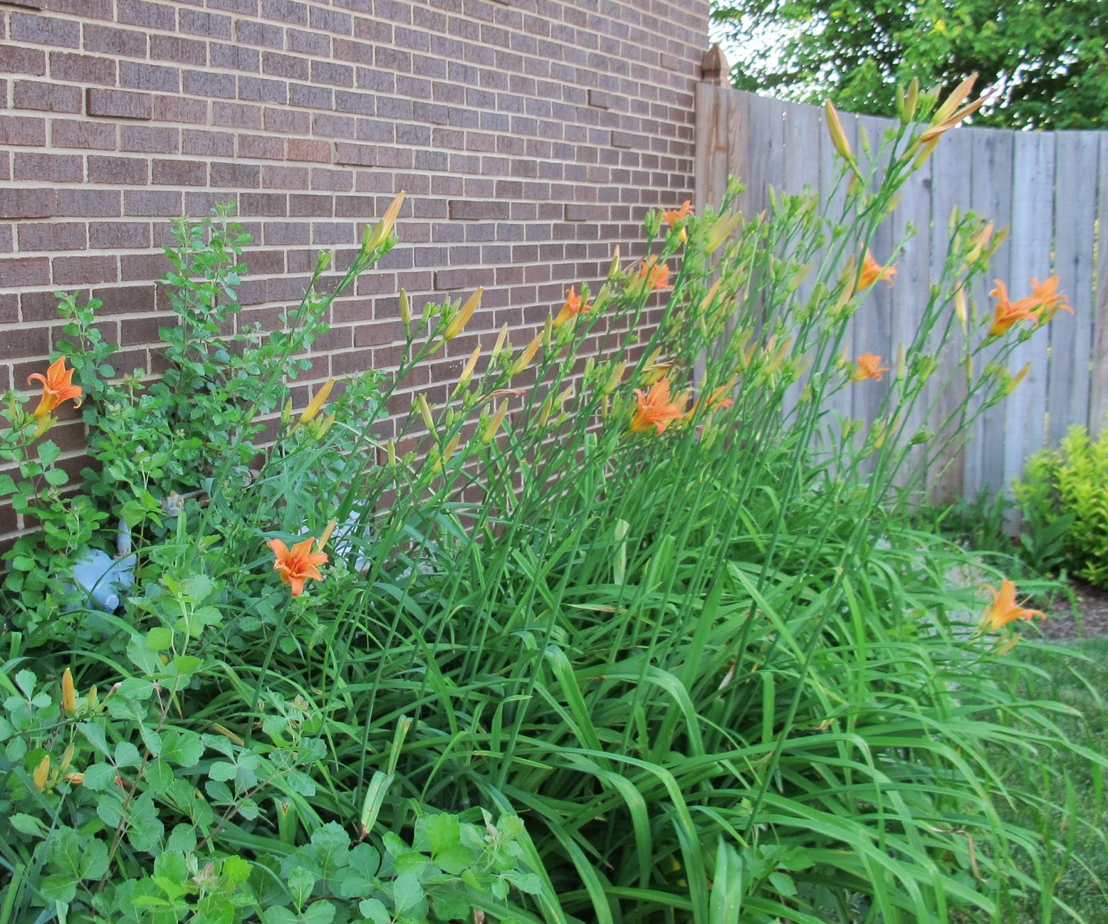 Garden Bloggers' Bloom Day June 2014