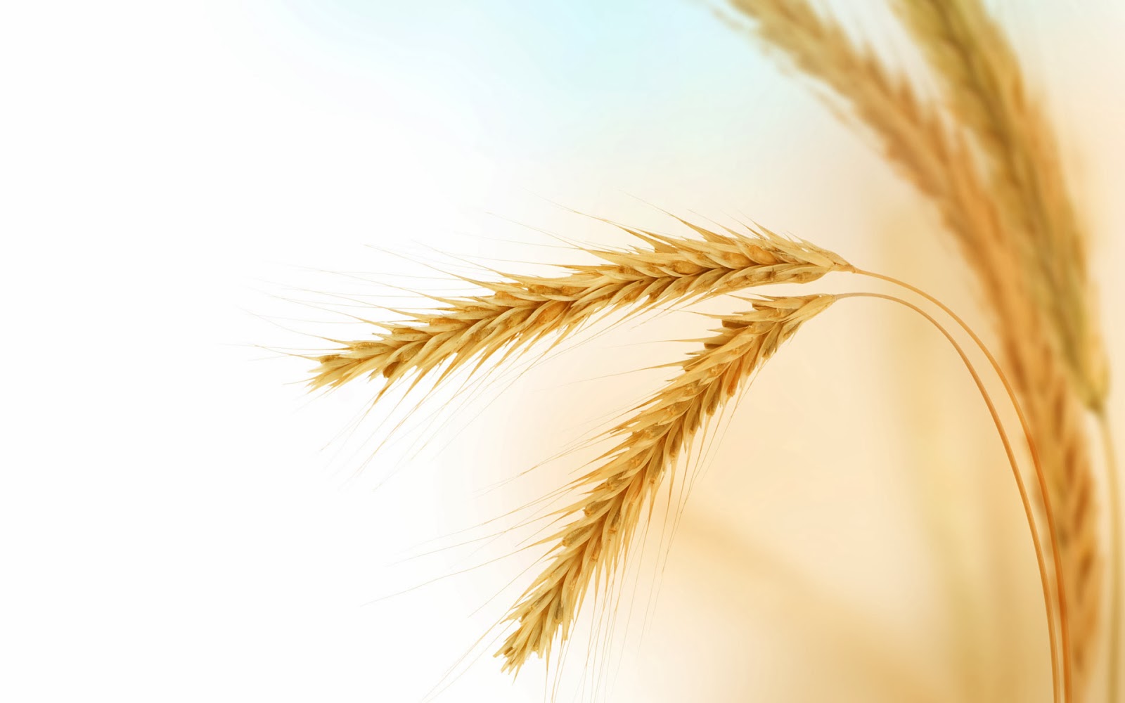All new wallpaper : Wheat wallpaper