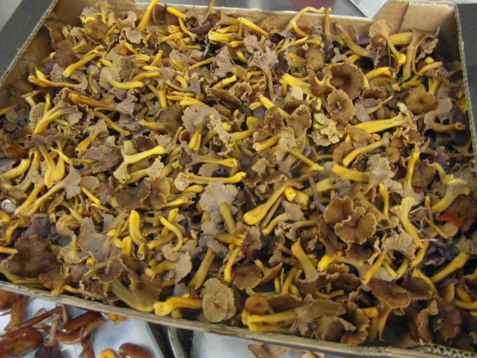 PAT COOKS Winter Chanterelles, Yellow Legs