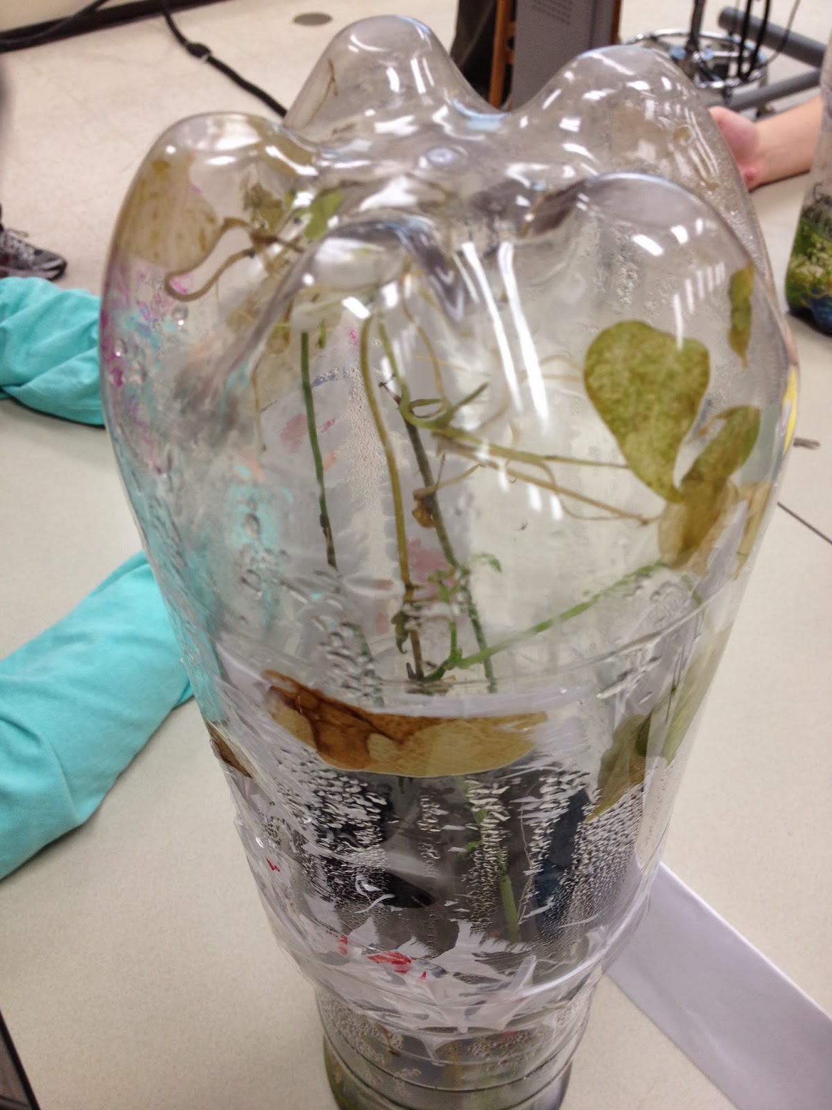 Ecosystem in a Bottle: Ecosystem in a Bottle: Week 9