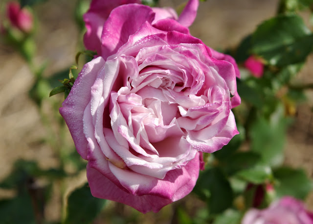 Archduke Roses sweetbay: Garden Bloggers' Bloom Day and Blooming Friday
