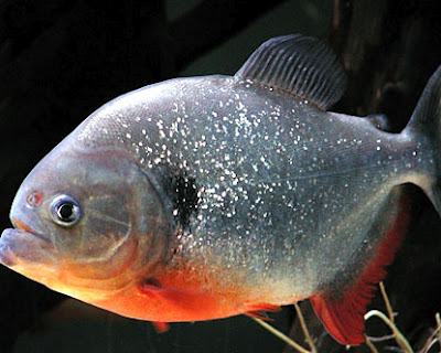 Aquatic Fish: Ikan Piranha