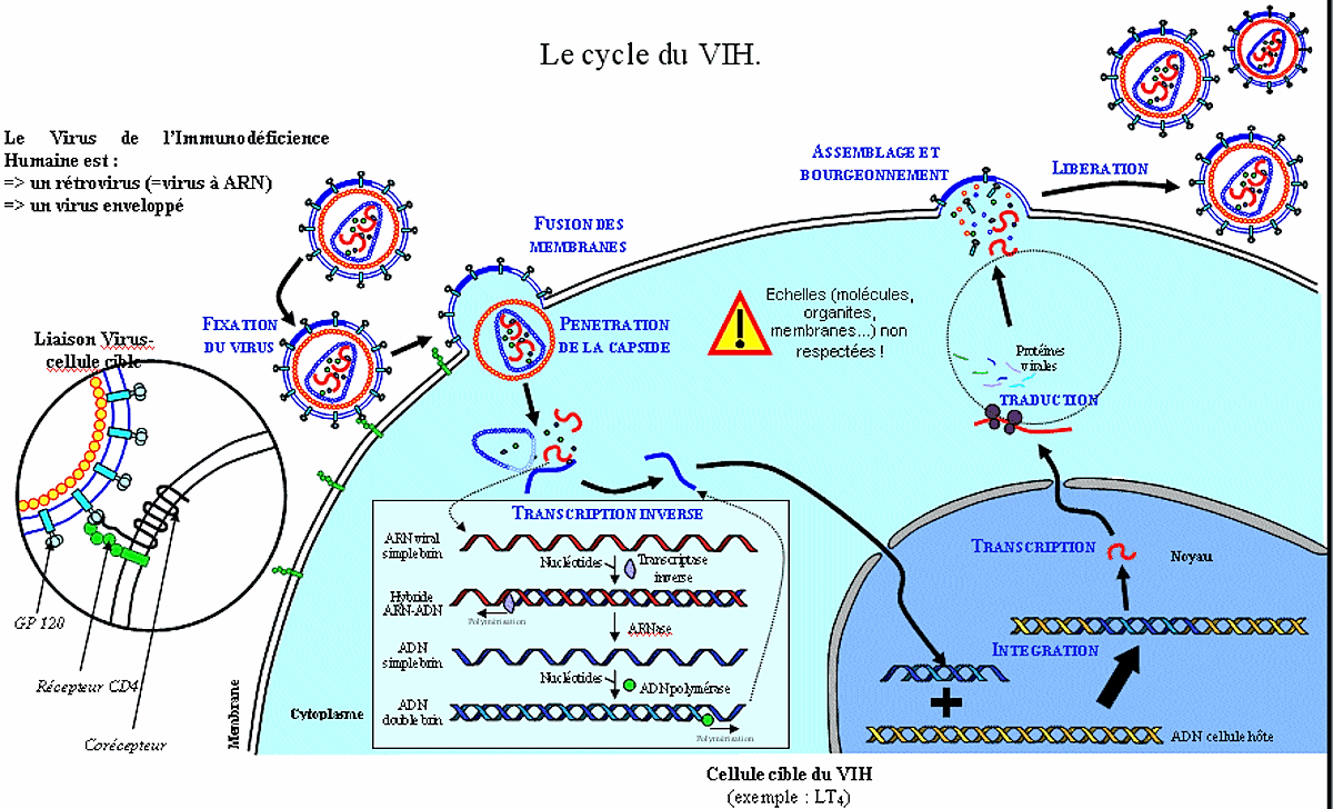 Ретровирусы жизненный цикл. РНК вирусы ретровирусы. Обратная транскрипция ретровирусов. Строение ретровирусов.