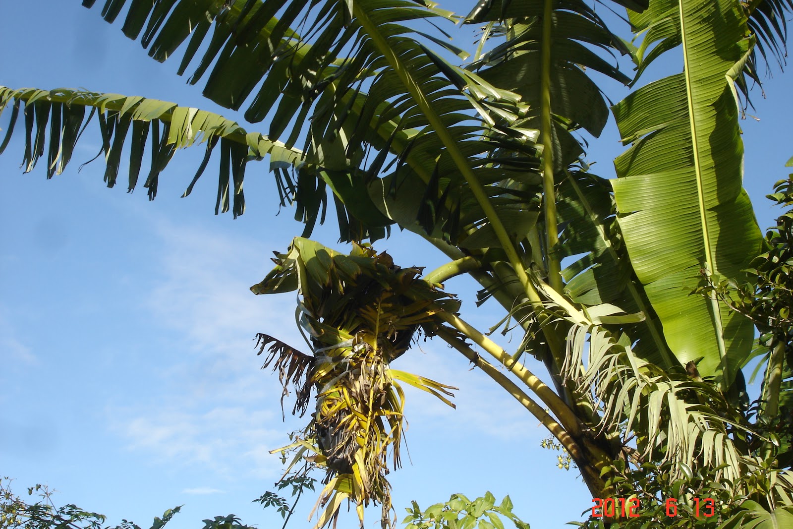 A Singaporean Uncle in Australia How To Protect Your Banana From The