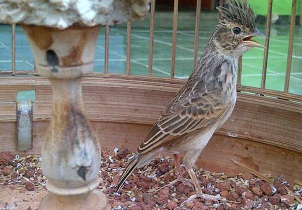 Kicau Pagi Hari Kualitas Branjangan Kulon Progo