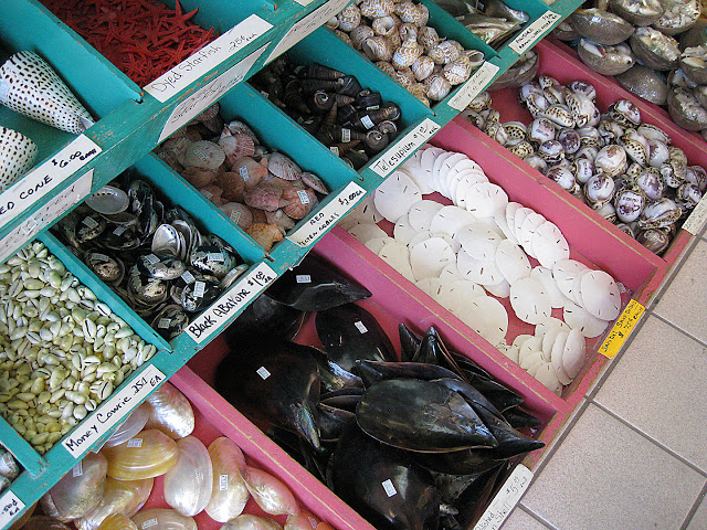 Starfish, sand dollars, and snail shells for sale at She Sells Sea Shells