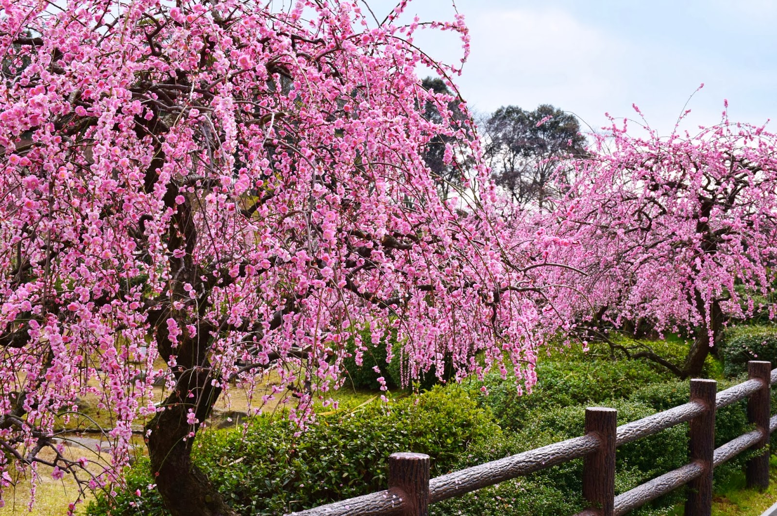 和の花だより: 満開のしだれ梅 ・・・・・・・・ 北九州総合農事センターの日本庭園