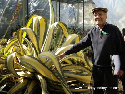 century plant-agave franzosinii-+guide Adrian D’Souza, at Ruth Bancroft Garden in Walnut Creek, CA