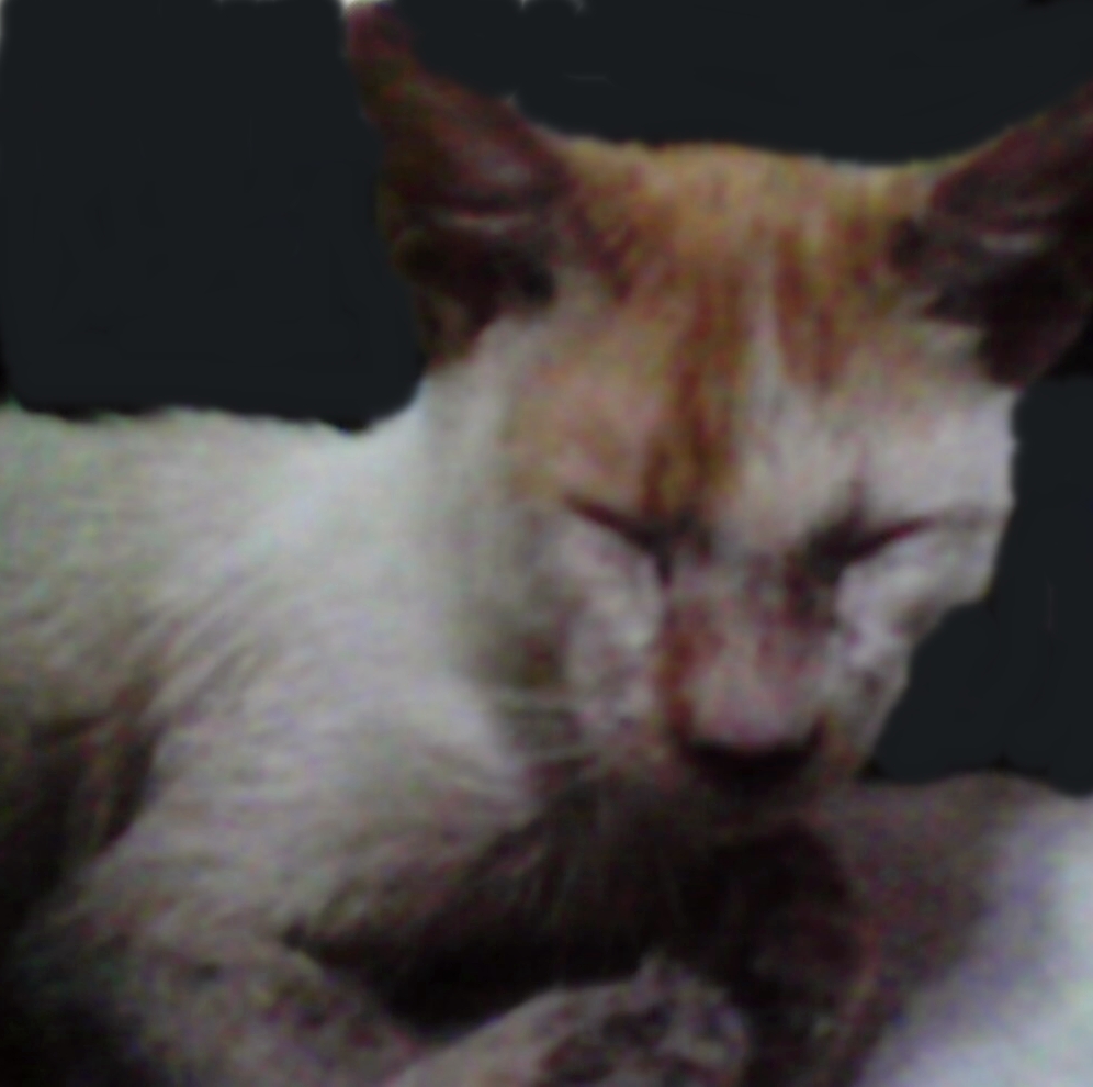 Cara Mengobati Scabies Pada Kucing