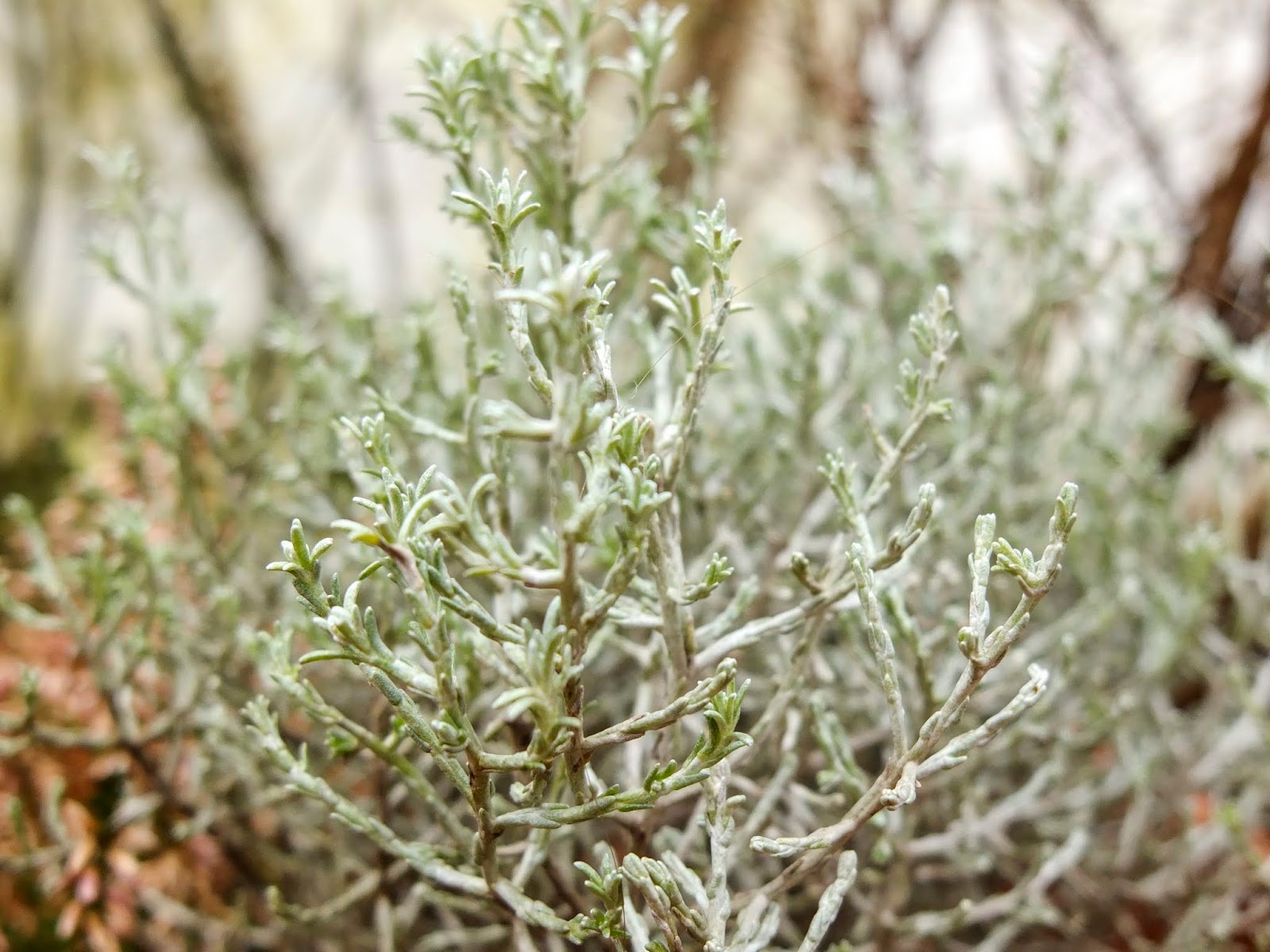 A close up of tiny silver, pale green leaves on a shrub.