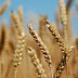 أنواع و أصناف القمح في مصر | انواع بذور و تقاوي القمح في مصر