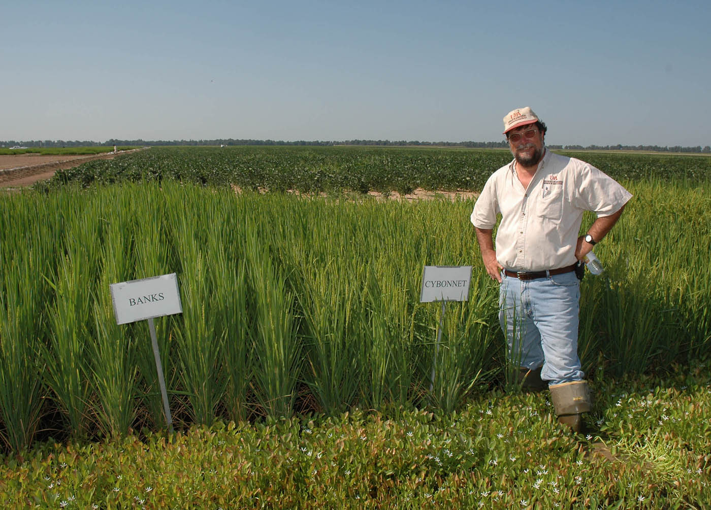 Arkansas Rice Make Me Hungry