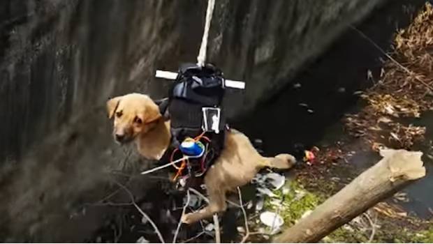 (VIDEO) Un dron rescató a este perrito de morir atrapado en un desagüe