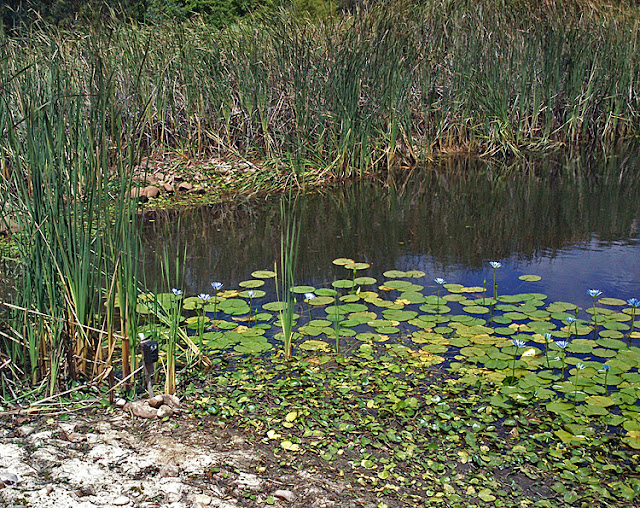 Remote Camera Trap South Africa The Data Pond