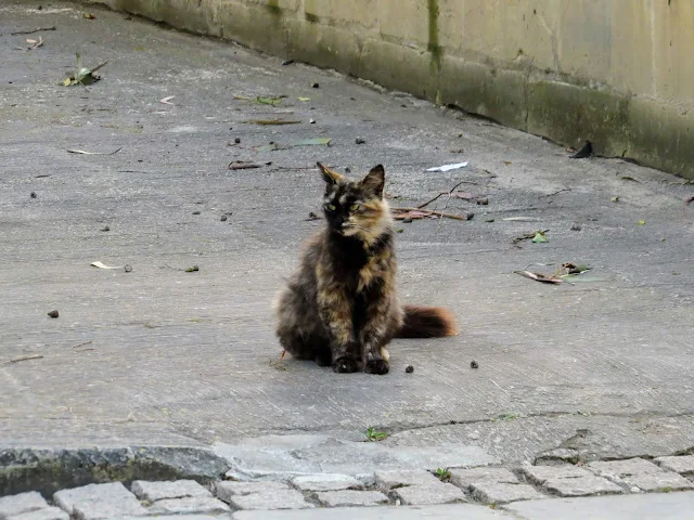 What to see in Malta: The cats that live on the Mall in Valletta's Floriana neighborhood