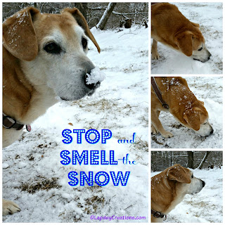 Sophie loves the snow and always stops to smell it! dog senior rescue adopt hound snow