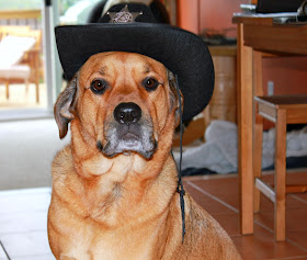 cowboy hat dog costume - turtlesandtails.blogspot.com