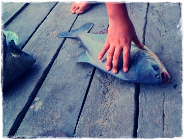 Ciri-Ciri Ikan Bawal Beserta Dengan Jenis dan Habitatnya